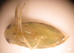 Nepomorpha