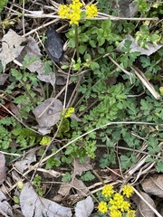 Tauschia texana
