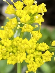 Tauschia texana