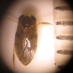 Nepomorpha