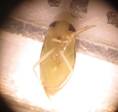 Nepomorpha