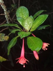Fuchsia loxensis