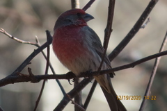 Haemorhous mexicanus