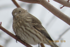 Haemorhous mexicanus
