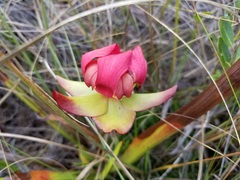 Sarracenia
