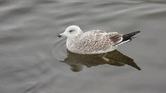 Larus argentatus