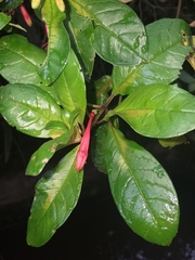 Fuchsia loxensis
