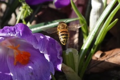 Apis mellifera