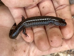 Desmognathus conanti