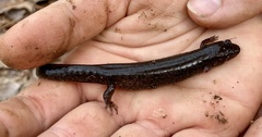 Desmognathus conanti