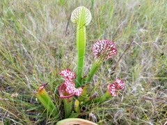 Sarracenia