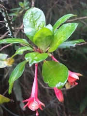 Fuchsia loxensis