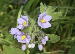 Solanum umbelliferum clokeyi