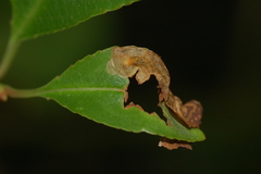 Orchestes pallicornis