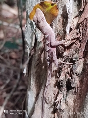 Anolis tropidonotus