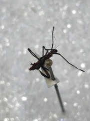 Leptoglossus occidentalis