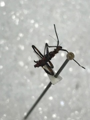 Leptoglossus occidentalis