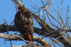 Buteo jamaicensis