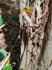 Anolis tropidonotus