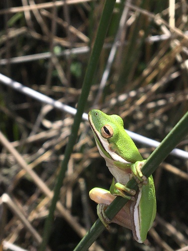 Green Treefrog photographed in Mississippi