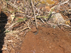 Uroplectes olivaceus