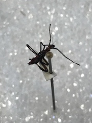 Leptoglossus occidentalis