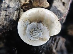 Glyphyalinia