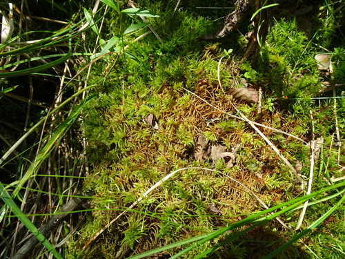 Image of Helodium blandovii by (c) Grzegorz Grzejszczak, some rights reserved (CC BY-SA)