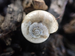 Glyphyalinia