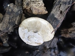 Glyphyalinia