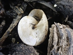 Glyphyalinia