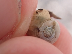 Glyphyalinia