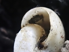 Glyphyalinia