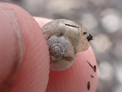 Glyphyalinia