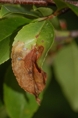 Orchestes pallicornis