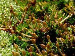 Chaerophyllum colensoi