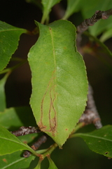 Orchestes pallicornis