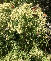 Baccharis halimifolia image