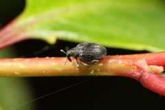 Orchestes pallicornis