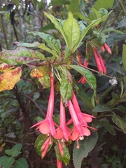 Fuchsia loxensis