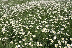 Leucanthemum vulgare