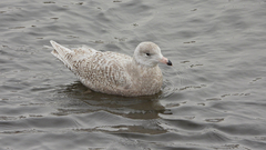 Larus hyperboreus