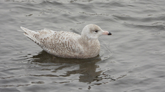 Larus hyperboreus