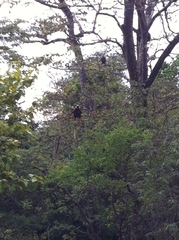 Semnopithecus vetulus