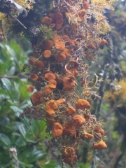 Teloschistes exilis