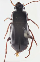 Harpalus atratus