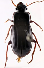 Harpalus atratus