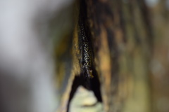 Plethodon petraeus