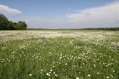 Leucanthemum vulgare