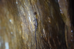 Plethodon petraeus